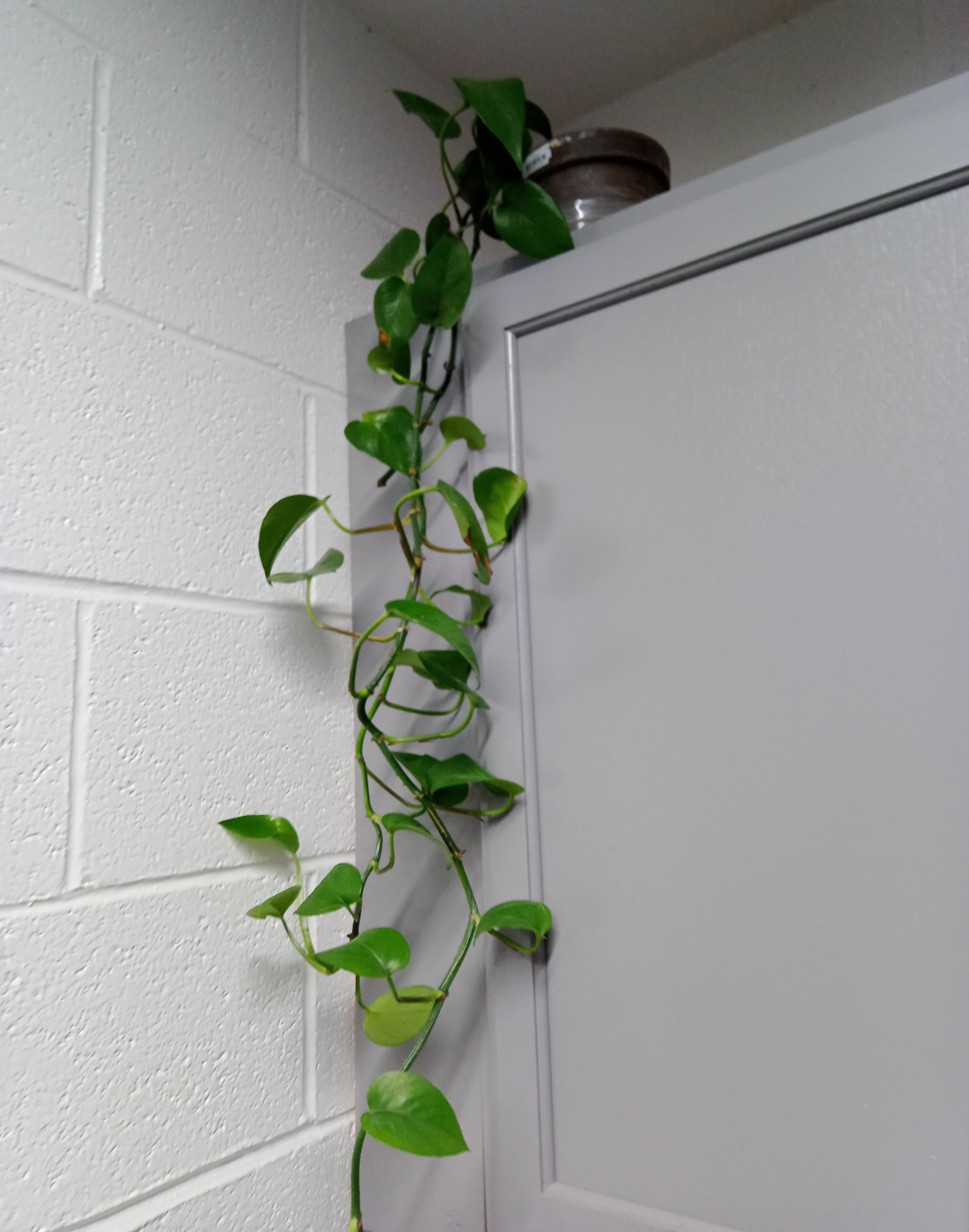 2 Year old Jade Pothos