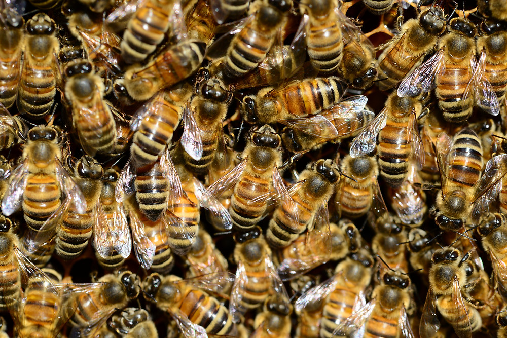 honey-bee-water-buckfast-59829.jpeg