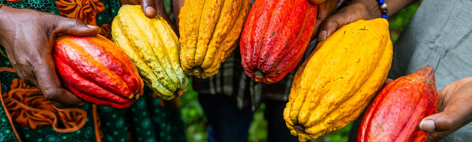 Closeup of harvesters hands showing yellow and red cocoa pods just picked.jpg