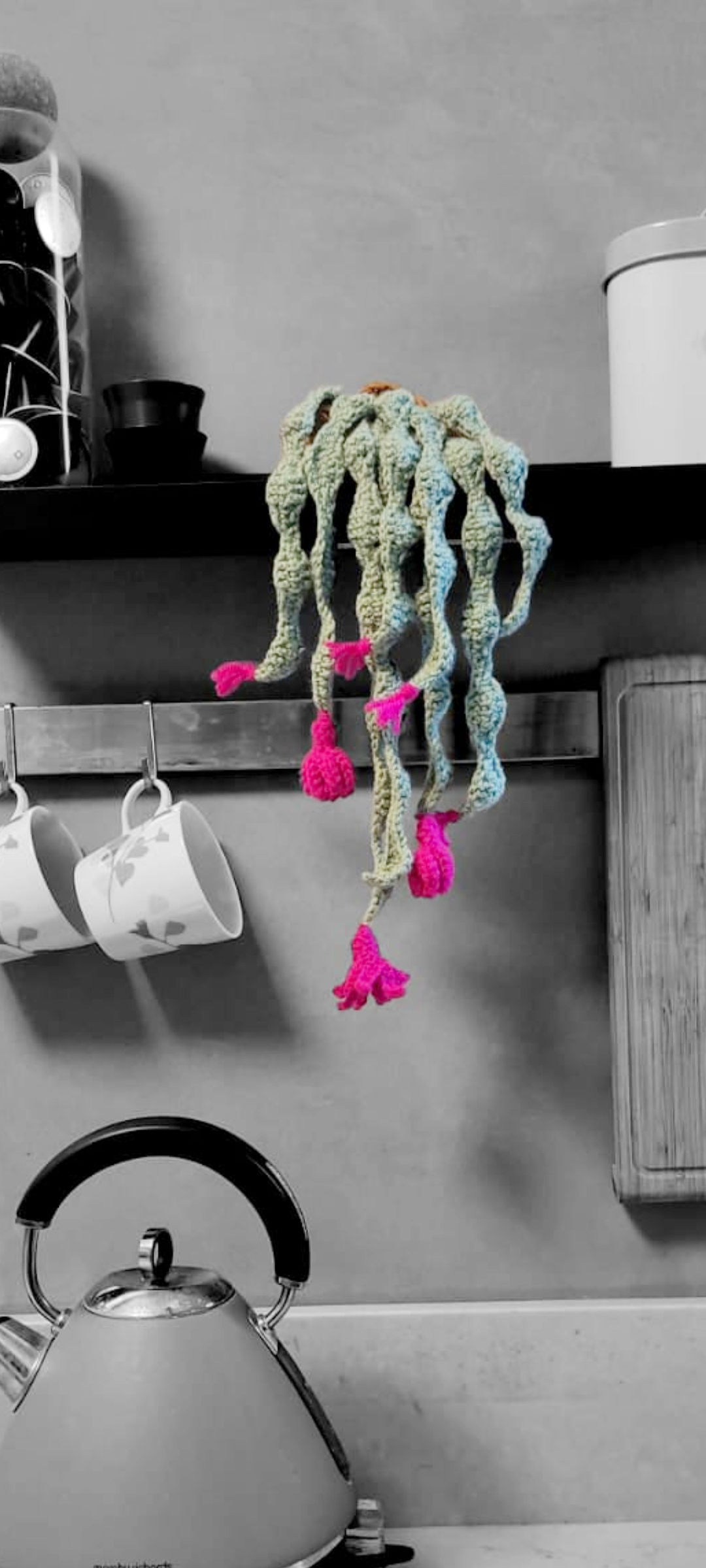 סוקולנטית נשפכת (סיגי)