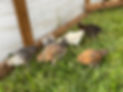 IMG_2373.JPEG