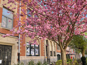 Magic of Cherry Blossom