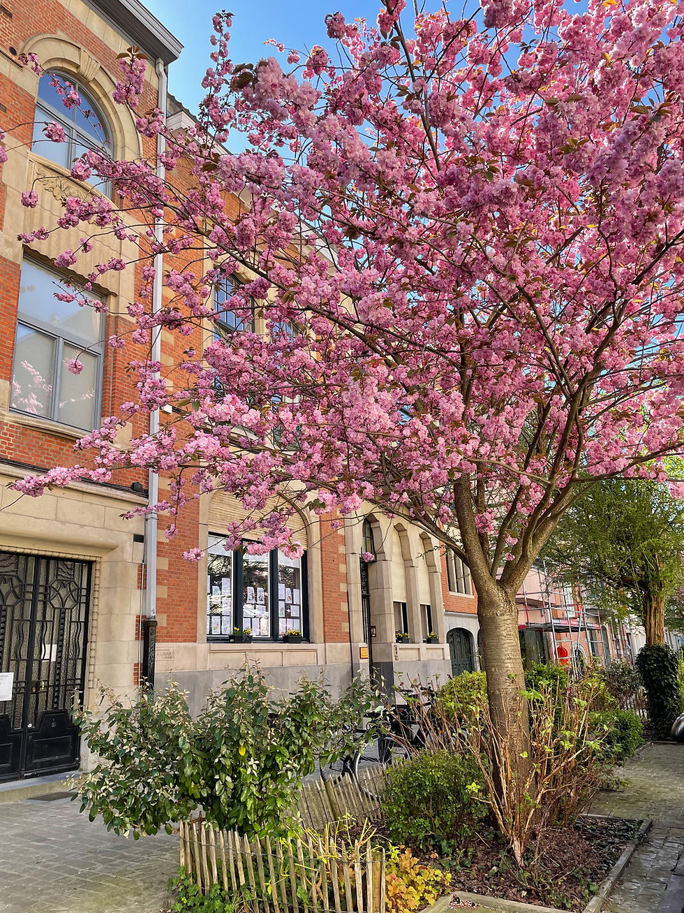 Magic of Cherry Blossom