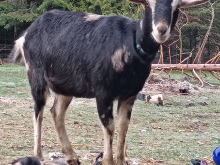 Round 3: 3 Days Late