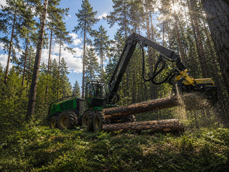 Fachgerechte und sichere Holzernte
