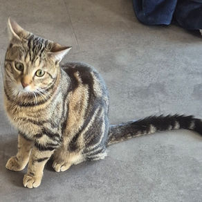 SIMBA est un jeune chat qui vit en appartement, un peu timide lorsqu'il ne connaît pas mais joueur et câlin.