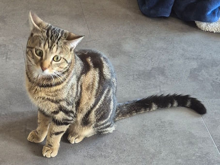 SIMBA est un jeune chat qui vit en appartement, un peu timide lorsqu'il ne connaît pas mais joueur et câlin.