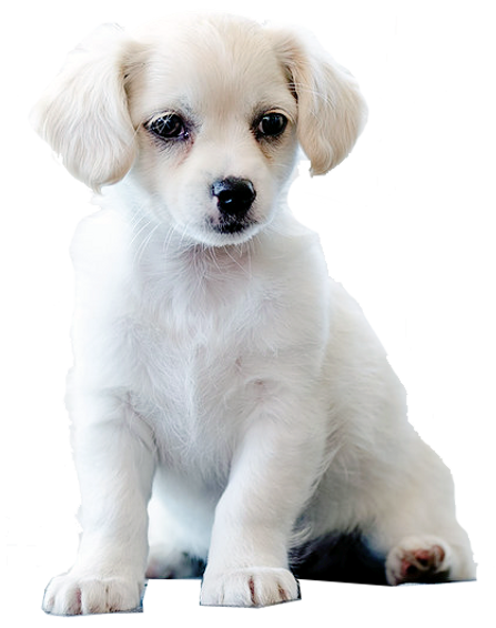 Pet Food NZ
