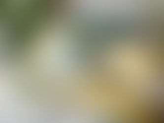 Lemon Twist: Your Go-To for Sustainable Style!