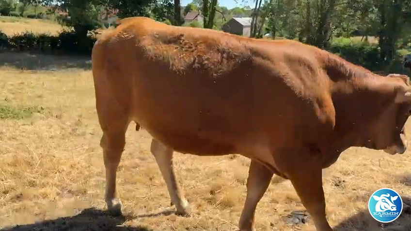 Thumbnail: 5 Pregnant Heifers and 4 Cows
