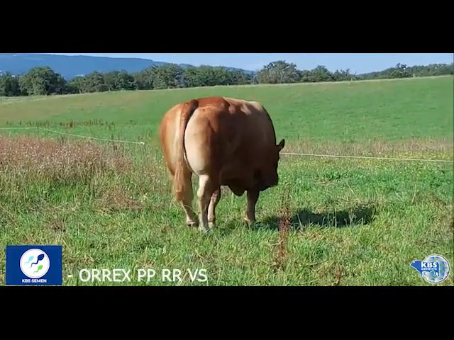 Miniature : ORREX PP RR VS