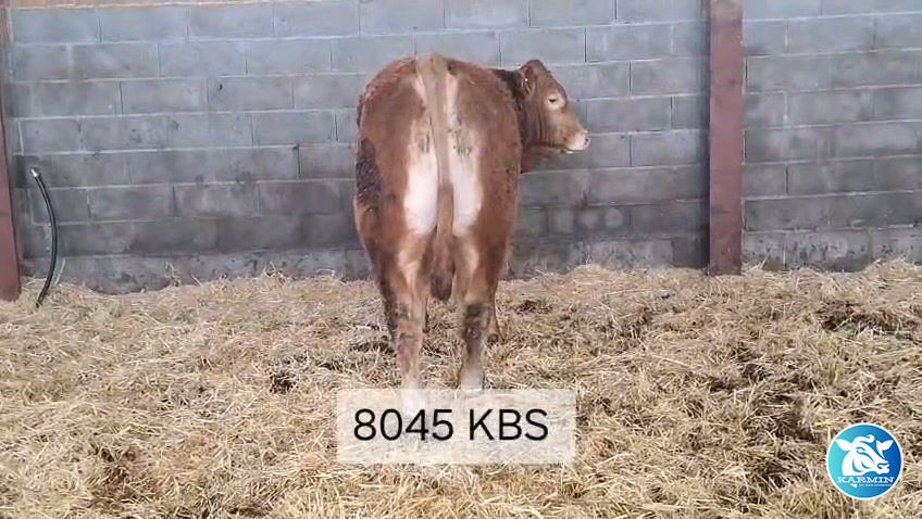 Miniatura: ASTON    -    23/11/2024