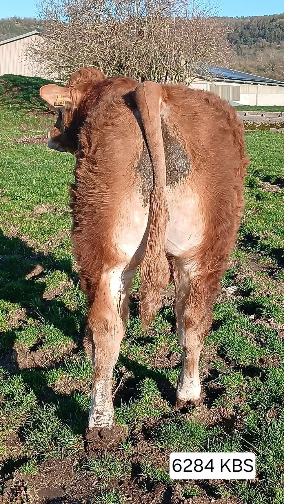 Miniatura: VANGOGH   -   13/09/2024