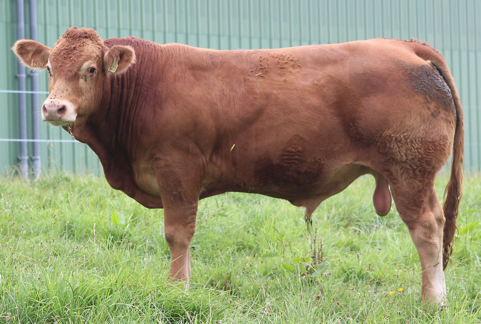 Miniatura: PILAF LM PP - RRE sexée F