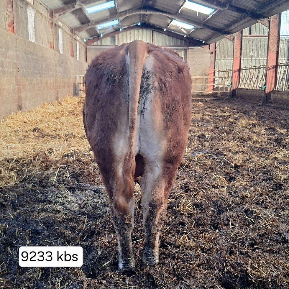 Miniatura: VOLCAN   -   08/09/2024