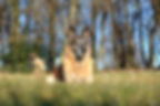 Hundeschule und Hundetraining in Basel und Umgebung