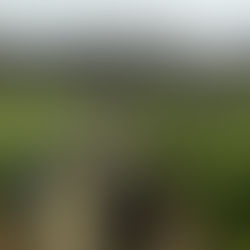 Check out Margaret River harvest in the vineyards with Margaret river wine tour Wine for Dudes