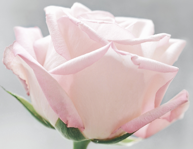 Rose used for Psychic readings, energy healings, contact Keala Robb
