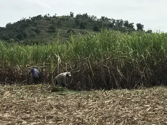 Watchdog Warns of Forced Labor in Dominican Republic