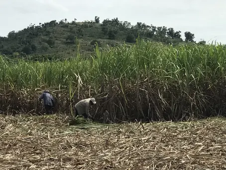 Watchdog Warns of Forced Labor in Dominican Republic