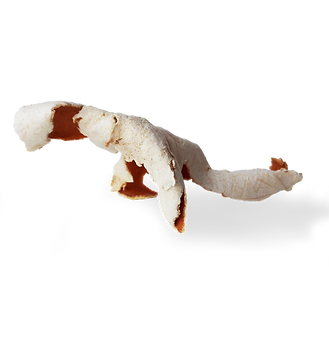 matteo meschiari art objects mandarin peel