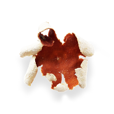 matteo meschiari art objects mandarin peel