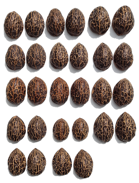 matteo meschiari art objects wallnut