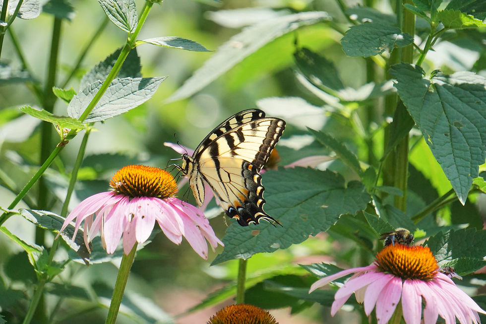 An eastern tiger swallowtail butterfly sipping nectar from a native purple coneflower as a bumblebee follows suit
