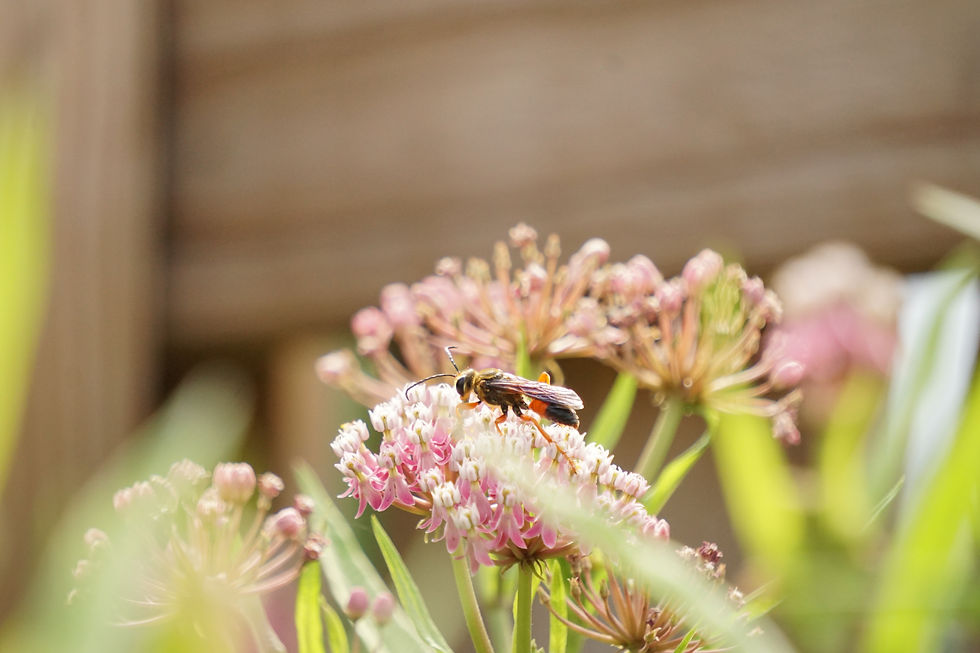 The golden digger wasp is another solitary bee that is not aggressive with humans. It visits for nectar and pollinates other plants.