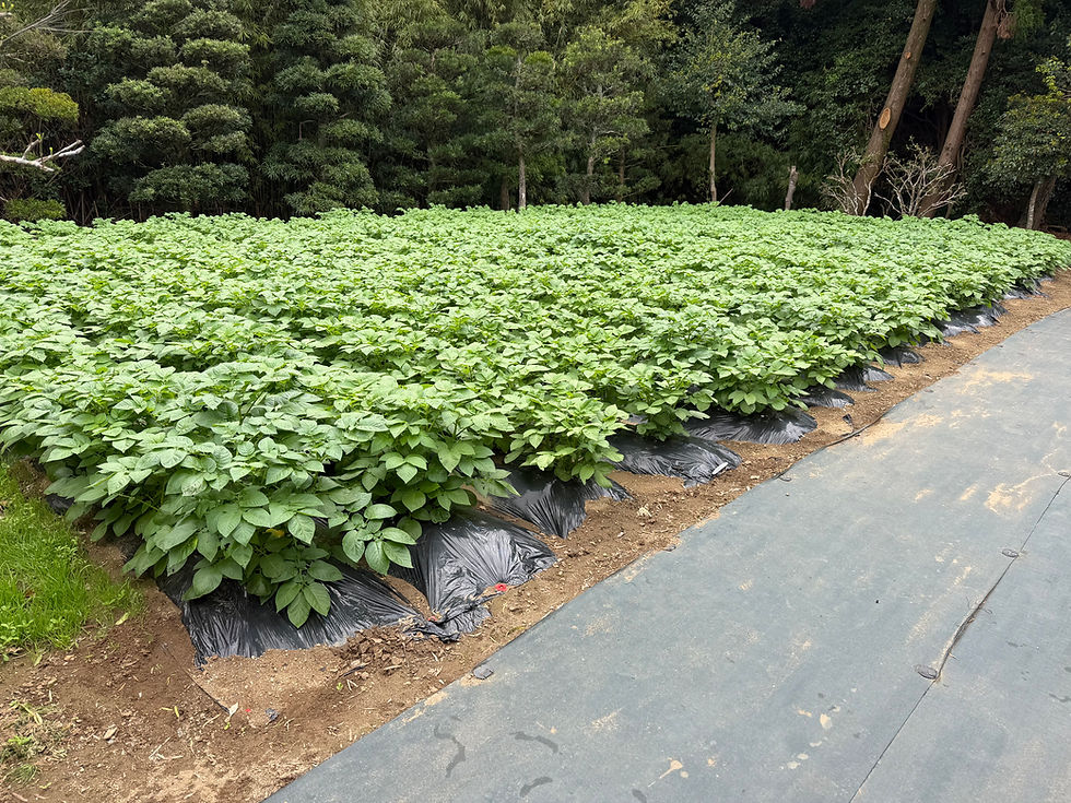 年長組・年中組の子ども達が2月に植えたじゃがいも畑です。大きく成長しています。みんなと一緒に収穫するのが楽しみです。