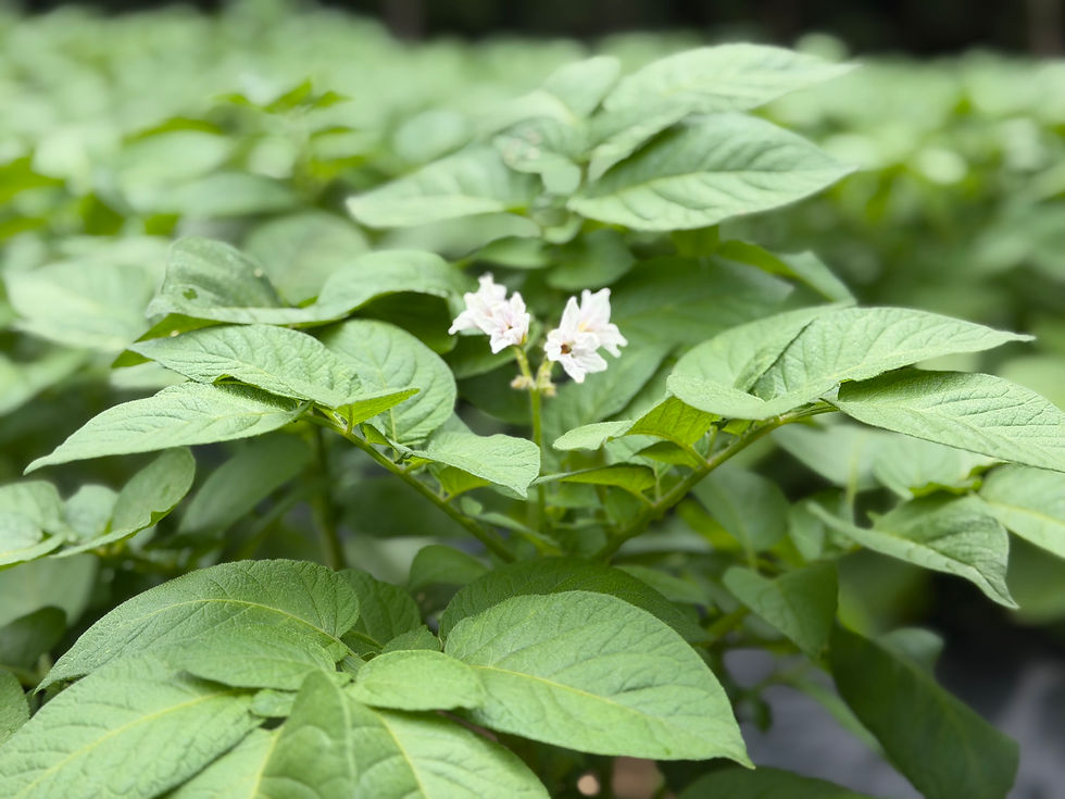 じゃがいもに花が咲いていました。
