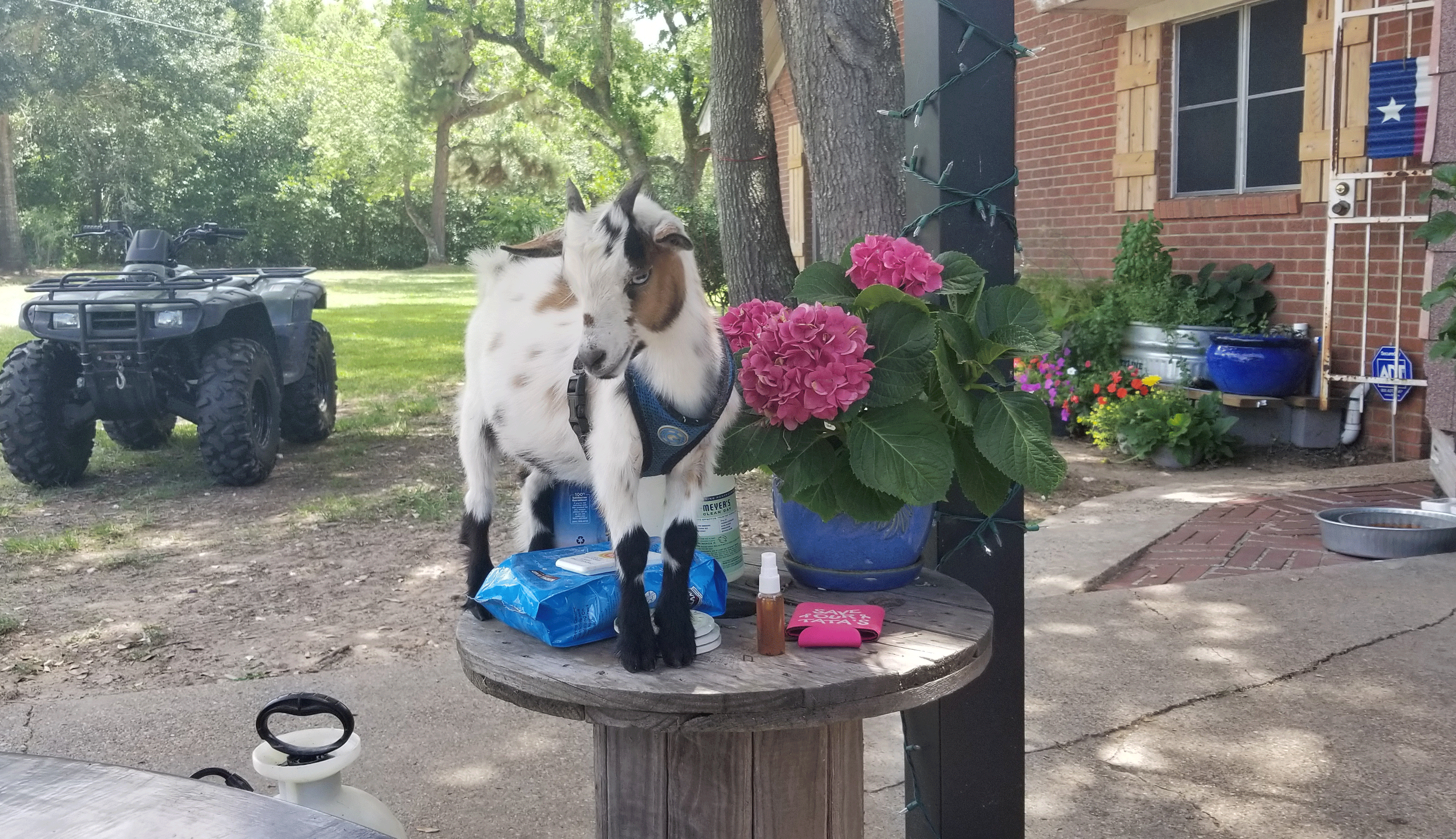 Jeffery the Goat posing
