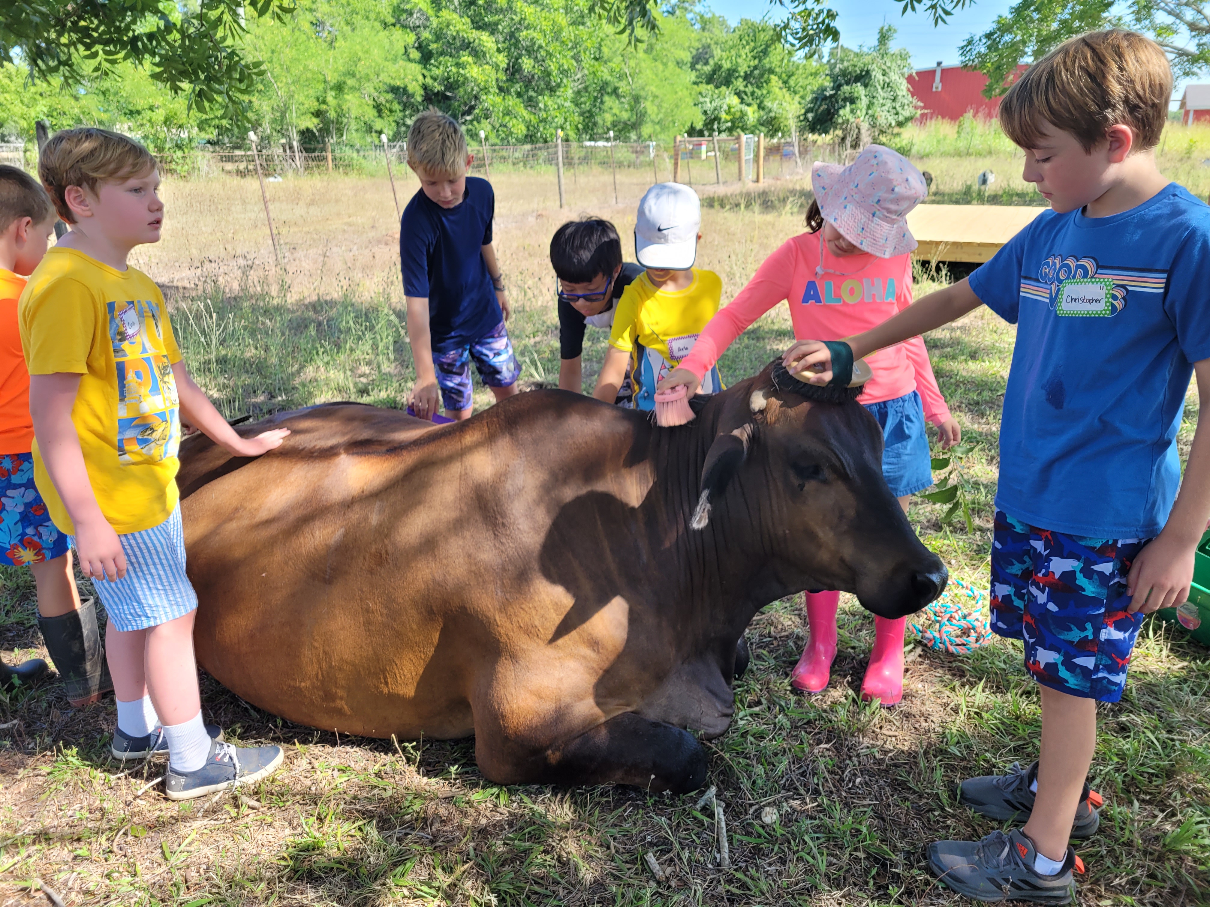 ROSE Therapeutic Farm