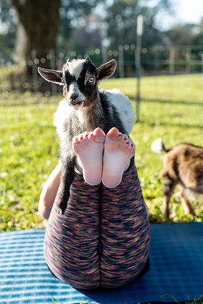yoga with goats