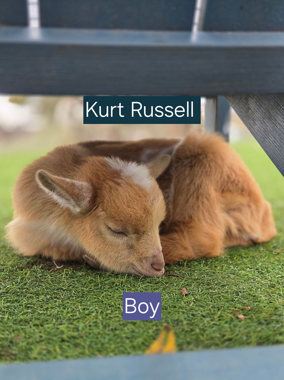 Kurt Russell - Male - Mostly Gold with White Spots