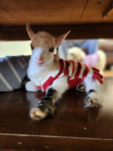 HATAKEYAMA - GOAT MRG GT - M. R. Goats