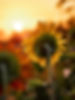 sunflower sun.jpeg