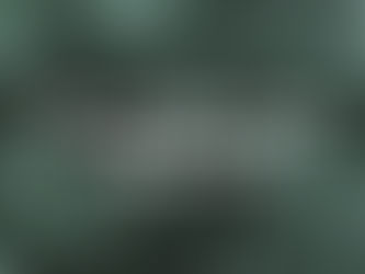 How to Properly Dispose of Your Fresh Christmas Tree 