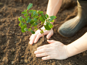 Celebrate Arbor Day: April 24th! The Tree Planter's Holiday!