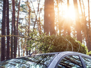 Fresh Christmas Tree Entry, Care & Disposal