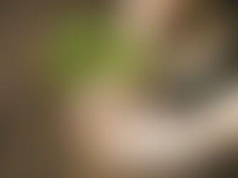 Celebrate Arbor Day: April 24th.              The Tree Planter's Holiday!