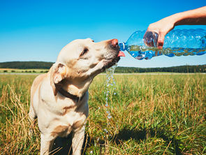 We Love Your Pets: Remember to Keep Your Pets Cool this Summer!