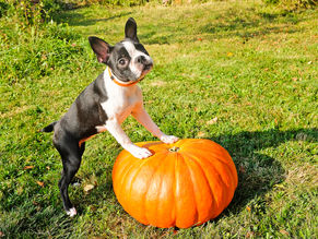 We Love Your Pets! Halloween Pet Safety