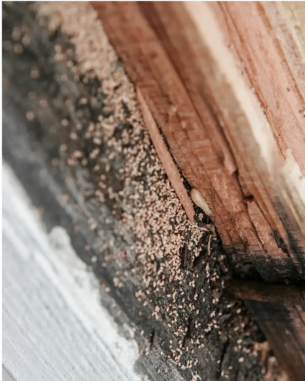Termites infest a home and eat through wood