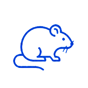 rodent