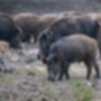 wild hogs on commercial property
