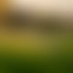 Effective Watering Schedules for Rockwall Lawns