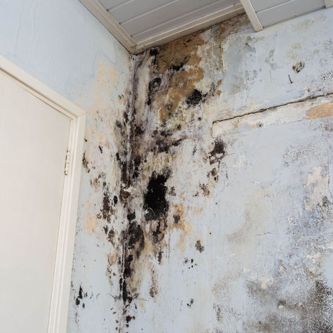 7 Common Places for Mold in Homes