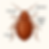 how to identify a bed bug infestation