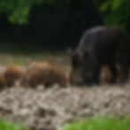 feral hogs and their impact on agriculture